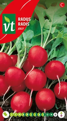 Image de Graines de radis Jolly - Env. 8 gr | VT_965