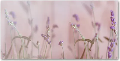 Produktbild von Tulup® Leinwandbild - 140x70 cm - Wandkunst - Drucke auf Leinwand - Leinwanddruck  - Blumen & Pflanzen - Beige - Lavendel