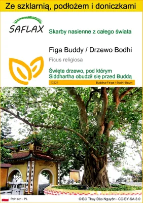 Zdjęcie produktu dla SAFLAX - Zestaw do uprawy - Figa Buddy / Drzewo Bodhi - 100 Nasiona - Z mini szklarnią, podłożem uprawowym i 2 doniczkami - Ficus religiosa