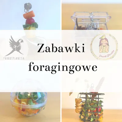 Zdjęcie produktu dla Poradnik ParrotPlanet- ZABAWKI FORAGINGOWE -podstawowe informacje