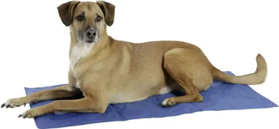 Image de KERBL Coussin rafraîchissant pour chiens, bleu 50x40cm