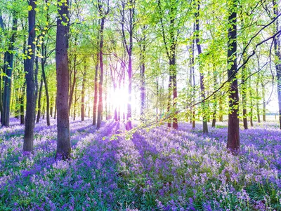 Produktbild von Leinwandbild 80x60cm Wald Natur Lavendel Echtholz Keilrahmen Wanddeko Wandbild