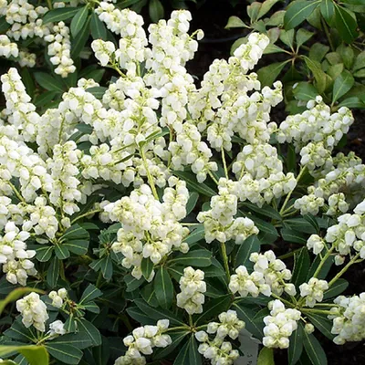 Obrázok produktu pre 2 x  Pieris japonica 'Debutante'  - Pieris japonica 'Debutante'  | 20-30 cm v kontajneri