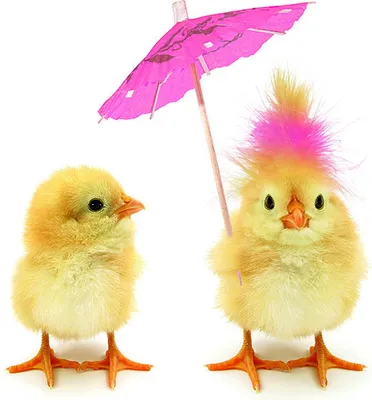 Produktbild von Servietten 33x33 cm - Easter chicks