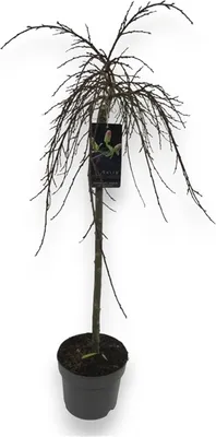 Immagine prodotto di Salice nano resistente all'inverno come fusto ornamentale di circa 80 cm - Salix arbuscula per giardino e vasca - Acquista Salice nordico