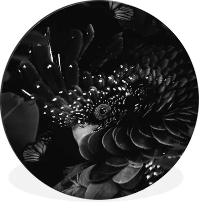 Produktbild von MuchoWow® Aluminium Wandkreis Porträt eines Kakadus umgeben von Schmetterlingen - schwarz und weiß Ø 90 cm Wanddeko Modern Wohnzimmer - Mauerkreis - Wandbilder - Runde Bild - Bild aus Aluminium - Schlafzimmer - Wohnzimmerdekoration - Wand Dekoration