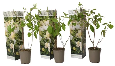 Produktbild von 3 Stück Hydrangea Paniculata 'Phantom' 30-60 cm - Rispenhortensie - cremegelbe Rispenblüten
