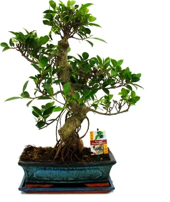Immagine prodotto di Bonsai albero di fico cinese - Ficus retusa - circa 12-15 anni