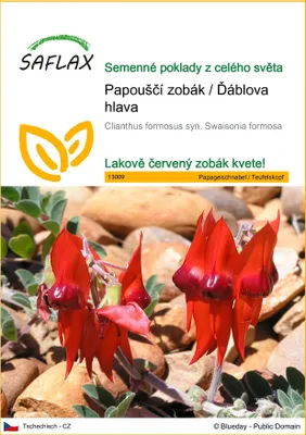 Obrázek produktu pro SAFLAX - Papouščí zobák / Ďáblova hlava - Clianthus formosus syn. Swaisonia formosa - 20 Semena