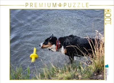 Produktbild von Calvendo Ein Motiv aus dem Kalender Entlebucher Sennenhund 1000 Teile Puzzle quer 640x480mm, CALVENDO; 7289918