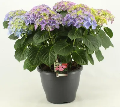Produktbild von Hydrangea macrophylla Early Blue 20-30 cm / Topf 10,5  - Hortensien mit prächtigen Blüten