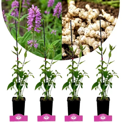 Productafbeelding van Set van 4 *Stachys affinis* – Japanse esdoorn – Eetbare vaste plant – 9 cm pot
