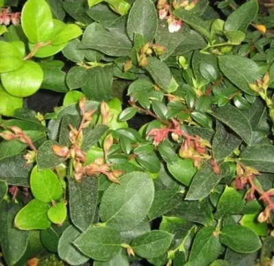 Produktbild von Große Scheinbeere - Gaultheria shallon - Hohe Rebhuhnbeere - Salal