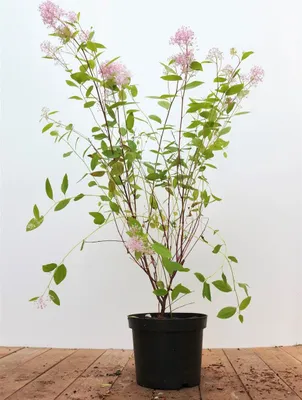 Produktbild von Ceanothus pallidus 'Marie Simon', Säckelblume, rosa, 60–80 cm