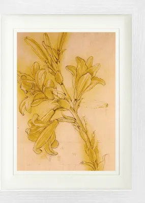 Produktbild von Leonardo Da Vinci Gerahmtes Bild Mit Edlem Passepartout | Wand-Bilder | Im Bilderrahmen - Lilienstudie, 1480-1485 (40 x 30 cm)