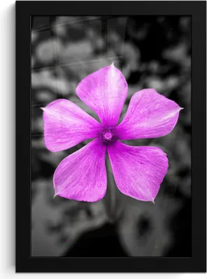 Produktbild von MuchoWow® MuchoWow® Gerahmtes Poster Blumen - Schwarz - Weiß - Lila 20x30 cm - Poster mit zchwarzem Bilderrahmen - Drucken - Bilder Poster im Rahmen
