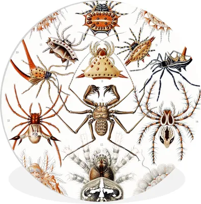 Produktbild von MuchoWow® Rundes Wandbild - Runde Bilder Retro - Spinne - Ernst Haeckel - Spinnen Ø 30 cm Kreis Wanddekoration Kunststoff - Wandkreis - Wandschmuck - Schlafzimmer - Bilder - Der Kreis - Kunst für die Wohnung - Plastik - Kunstdruck - Wandbild
