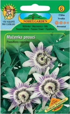 Immagine prodotto di Passiflora, arancio