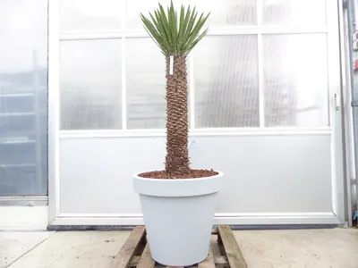 Produktbild von Yucca Filifera, 158 cm Stamm 78 cm Tambasi Yucca, winterhart -13 Grad