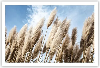 Produktbild von Poster - Poster ohne Rahmen - Stock Himmel Boho - 91,5x61 cm - Wand Bild - Wanddeko - Wandbilder - Kunstposter - Wandposter - Bilder - Kunstdruck - Wanddekoration - Wandbild - P2XAA91x61-4426