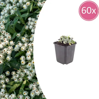 Zdjęcie produktu dla Anaphalis triplinervis | 60 sztuk - 10-25cm - Ø9cm - Roślina ogrodowa