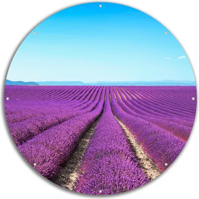 Produktbild von Wallario rundes Outdoor-Poster für Garten oder Balkon, Motiv Lavendelfeld unter blauem Himmel, 60 cm Durchmesser