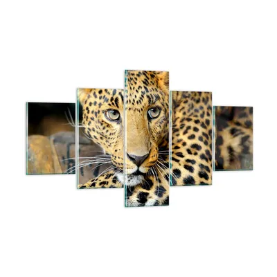 Produktbild von Bilder auf glas - Tiere gefährlich wilde katze - 125x70cm - Glasbilder - Wandbilder - Kunstdruck - zum Aufhängen bereit - Wanddekoration aus Glas - Glas Bilder - Wandbild auf Glas - GEA125x70-2702