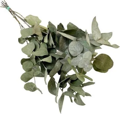 Produktbild von Getrocknete Blumen – Eukalyptus Cinerea – 6 Stück – ↕50cm – Trockenblumen Zweige in Grau – Grün – Langlebig & pflegeleicht – Vase Tisch DIY Deko