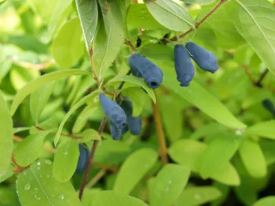 Produktbild von Sibirische Blaubeere `Eisbär´ Blaubeerstrauch