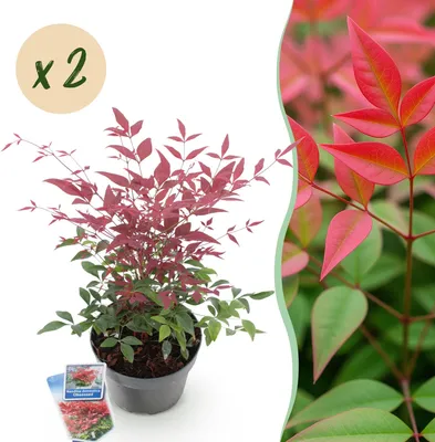 Image de Green boutiQ - Plante de jardin - Nandina Obsessed - Rouge - 2 plants - À feuillage persistant - Peu d'entretien - Pot de 17 cm, hauteur 45 cm
