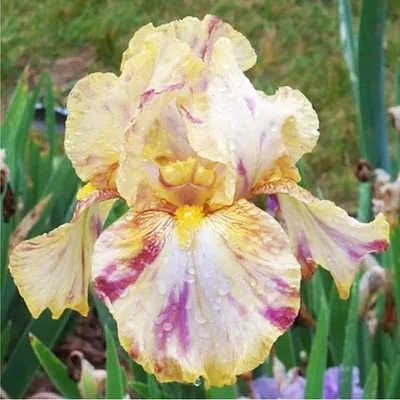 Produktbild von Iris Rhizom Staude Iris Germanica Deutsche Schwertlilie Autumn Years 1 St.