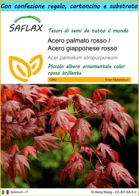 Immagine prodotto di SAFLAX Set regalo - Acero palmato rosso / Acero giapponese rosso  - 20 semi - Acer