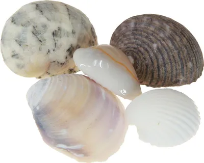 Produktbild von Muschel-Deko Set Herzmuscheln Schneckenhäuser