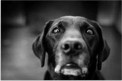 Produktbild von MuchoWow® Poster Tierprofil Labrador Hund in schwarz und weiß 60x40 cm - Schlafzimmerdekoration