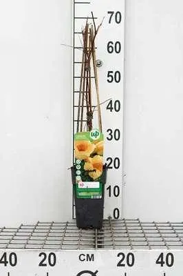 Produktbild von Campsis rad. 'Flava' ( 'yellow trumpet') - Gelber Trompetenbaum 50-60 cm | Topf