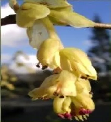 Produktbild von Corylopsis spicata - Hohe Scheinhasel - Ährige Scheinhasel / Blumenhasel - 60-80cm
