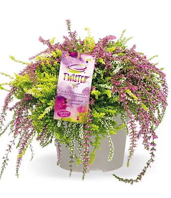 Produktbild von BALDUR Garten 1x Calluna Knospenheide Rasta Twister® Pflanze im 12 cm-Topf, drei leuchtende Farben in einem Topf, hängender Wuchs & üppiger Blütenflor, winterharte, immergrüne Staude