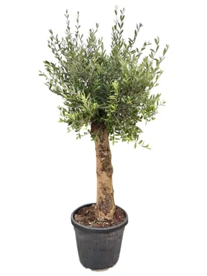 Produktbild von XXL Olivenbaum 25–30 Jahre alt Olea Europaea Hochstamm 160–200 cm Formgehölz Stammumfang ca. 20 cm Mediterraner Olivenbaum