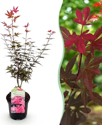 Immagine prodotto di Pianta da terrazzo - Acero Giapponese - Acer palmatum Ginestra di Skeets - Viola - 1 Pianta - Decidua - 60-70cm - Ø25cm - Pianta da giardino