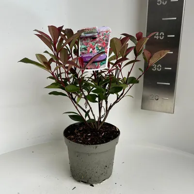 Obrázok produktu pre Photinia fraseri ‘Carré Rouge’  – fotínia | 25–30 cm v črepníku