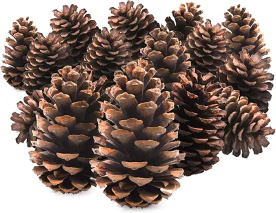 Productafbeelding van 15PC natuurlijke dennenappels kerstdecor