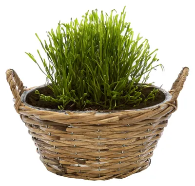 Produktbild von Mega Collection Pflanzen-/blumenkorb Cuba - Rattan - hellbraun - 25x11 cm
