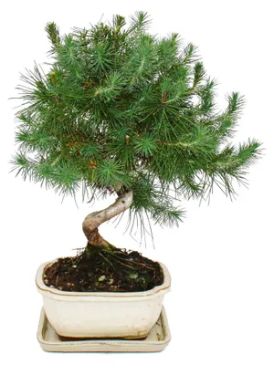 Produktbild von Bonsai - Pinus halepensis - Aleppo-Kiefer - ca. 7-8 Jahre alt  - 16cm Schale