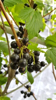 Image de Ribes nigrum 'Andega' / Cassissier 'Andega'