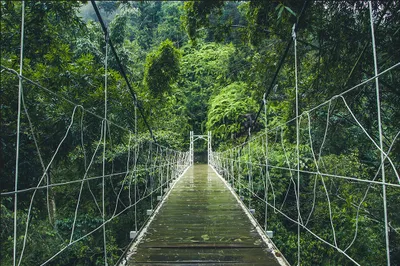 Produktbild von Muralo Fototapete Natur 405 (B) x 270 (H) cm Vlies Tapete Wandtapeten Hängebrücke Dschungel Bäume Wohnzimmer Schlafzimmer moderne Wandbilder XXL Landschaft Panorama Wand Dekoration
