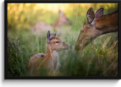 Produktbild von MuchoWow® MuchoWow® Gerahmtes Poster Hirsche - Gras - Wald 90x60 cm - Poster mit zchwarzem Bilderrahmen - Fotorahmen - Foto-Plakat