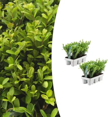 Produktbild von Ilex crenata 'Jenny' | 12 Stücke - 15cm - Ø7cm - Gartenpflanze