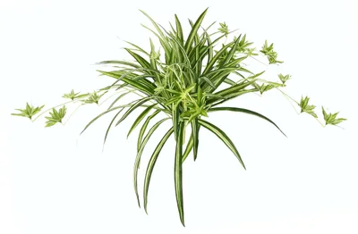 Image de Plante artificielle, chlorophytum comosum (plante verte), 38x60x60 cm