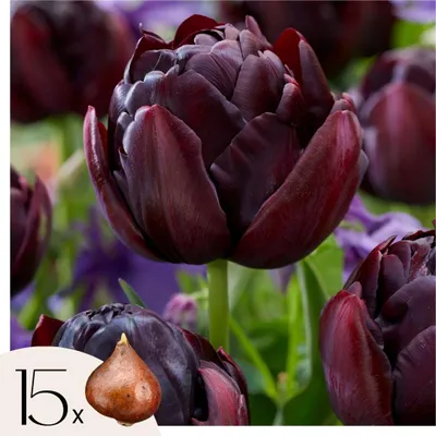 Image de Tulipe - Set de 15 - Tulipa 'Black Hero' - Bulbes à fleurs