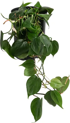 Produktbild von Dehner Baumfreund, Philodendron scandens, in Hydrokultur, 30-40 cm inkl. Pflanztopf, Ø Topf 15 cm, Zimmerpflanze